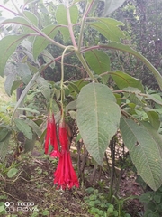 Fuchsia boliviana