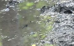 Gynacantha membranalis