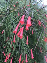 Russelia equisetiformis