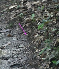 Gynacantha membranalis