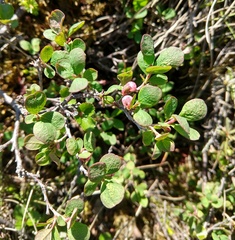 Vaccinium uliginosum