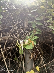 Lonicera