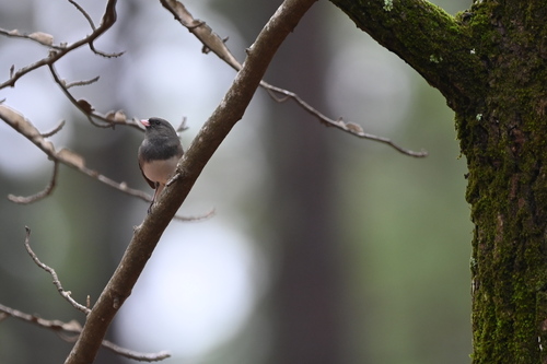 Dark-eyed Junco photographed in Louisiana