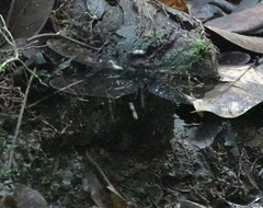 Gynacantha membranalis