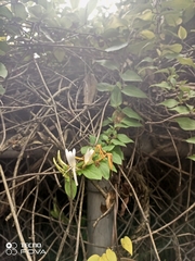 Lonicera