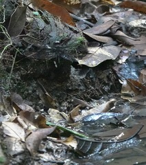 Gynacantha membranalis