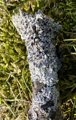 Physcia millegrana