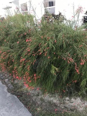 Russelia equisetiformis