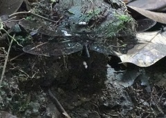 Gynacantha membranalis