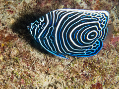 Pomacanthus imperator