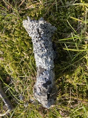 Physcia millegrana