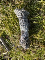 Physcia millegrana