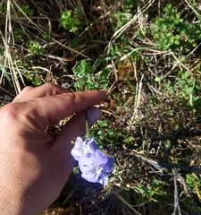 Polemonium
