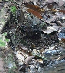 Gynacantha membranalis