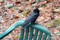 Corvus brachyrhynchos