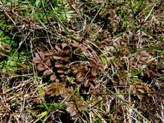 Argentina anserinoides