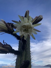 Trichocereus macrogonus