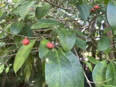 Cyclophyllum coprosmoides