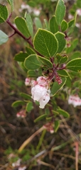 Arctostaphylos rudis