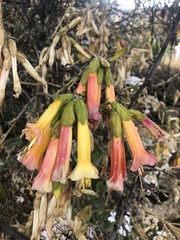 Cantua buxifolia