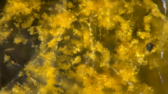 Botryobasidium
