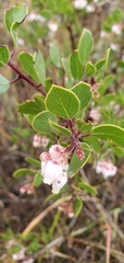 Arctostaphylos rudis