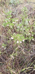 Arctostaphylos rudis