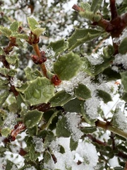 Ceanothus perplexans