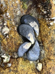 Mytilus edulis