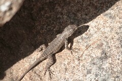 Sceloporus nelsoni