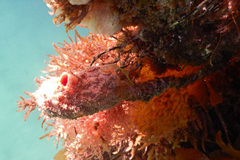 Pyuridae