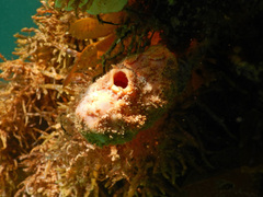 Pyuridae