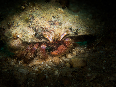 Dardanus crassimanus