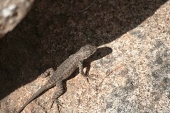 Sceloporus nelsoni