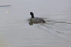 Fulica alai