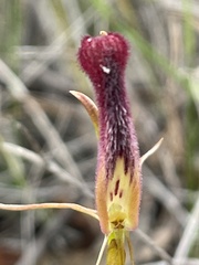 Cryptostylis hunteriana