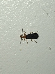 Podabrus fayi