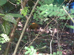 Dasyprocta ruatanica