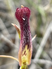 Cryptostylis hunteriana