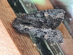 Neumichtis nigerrima