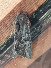 Neumichtis nigerrima