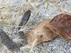 Cubophis vudii