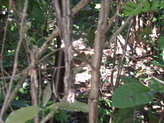 Dasyprocta ruatanica