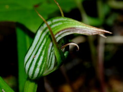 Pterostylis irsoniana