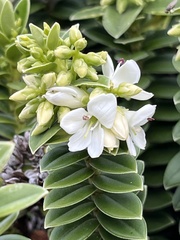 Veronica elliptica