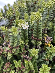 Veronica elliptica