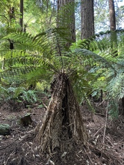 Dicksonia fibrosa