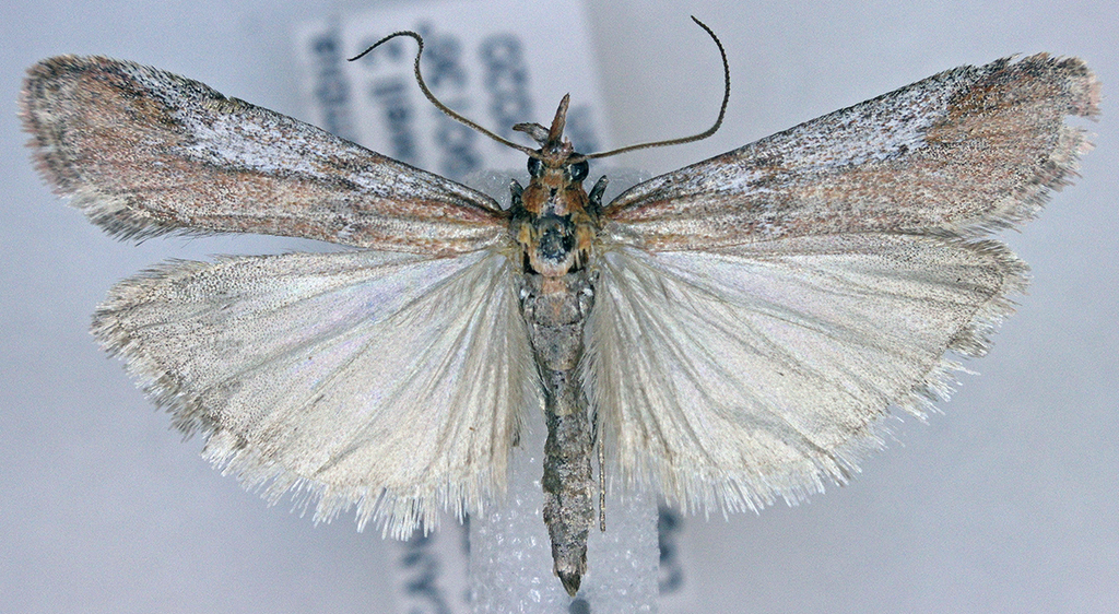 Honora montinatatella