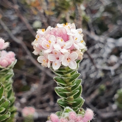 Pimelea nivea