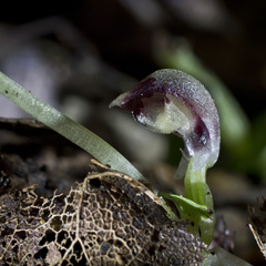 Corybas cheesemanii